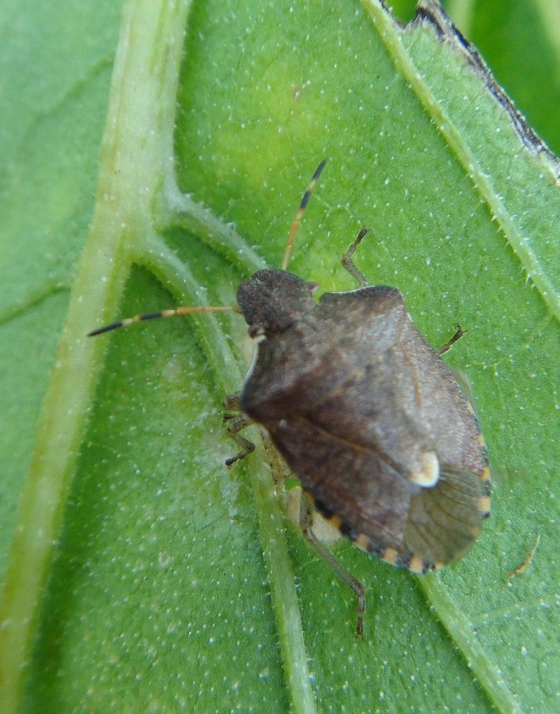 Elasmucha grisea