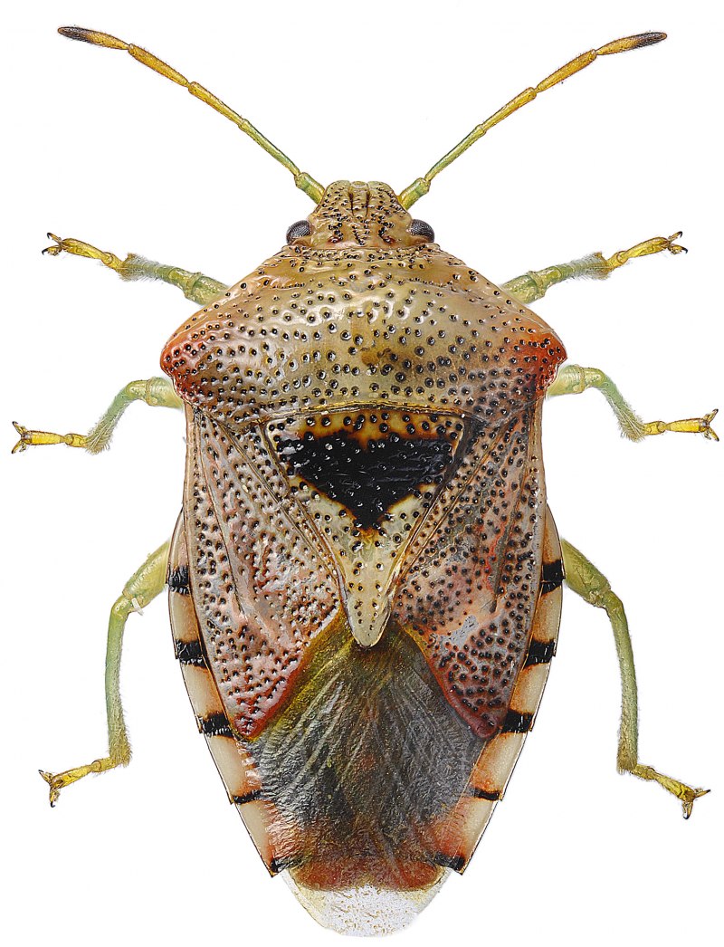 Halyomorpha halys