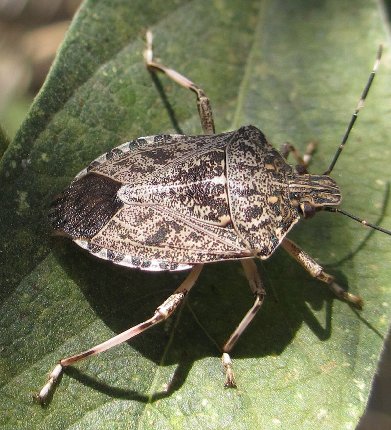 Клоп Podisus maculiventris