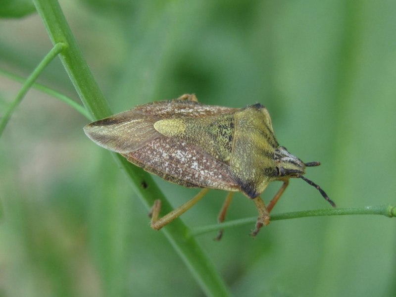 Коричнево-мраморный клоп (Halyomorpha halys)