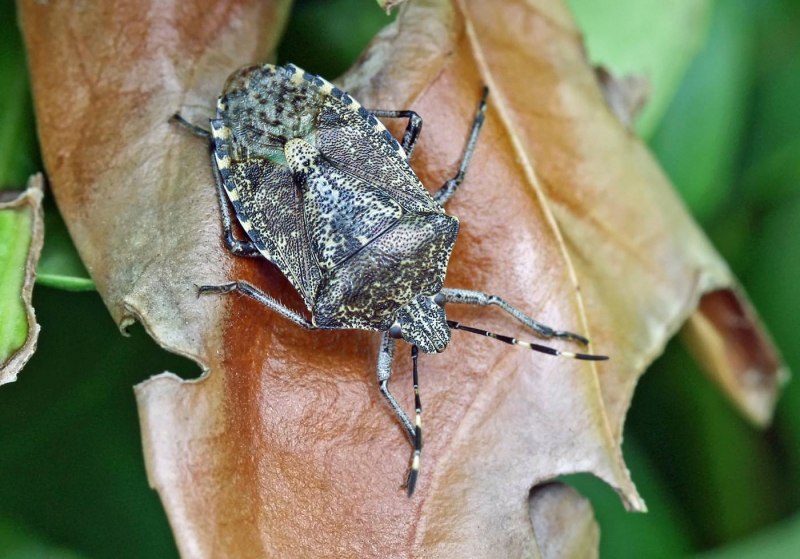 Halyomorpha halys