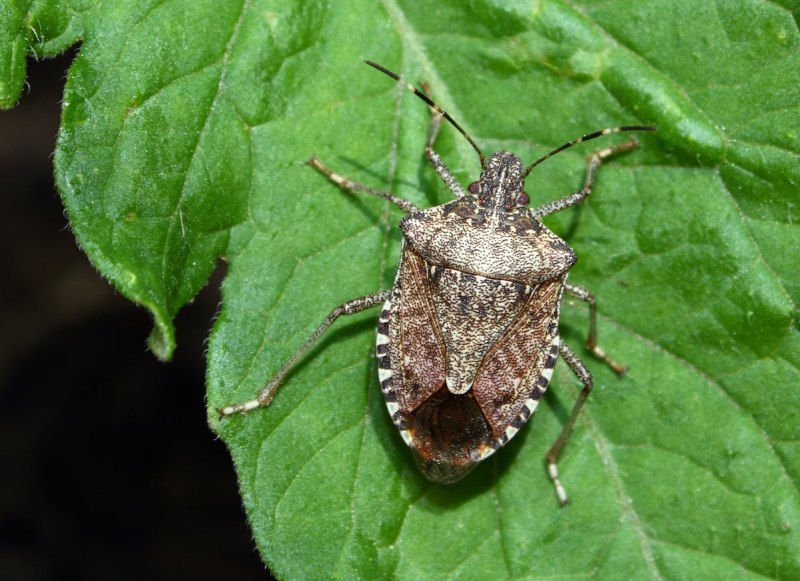 Семейство щитники (Pentatomidae)