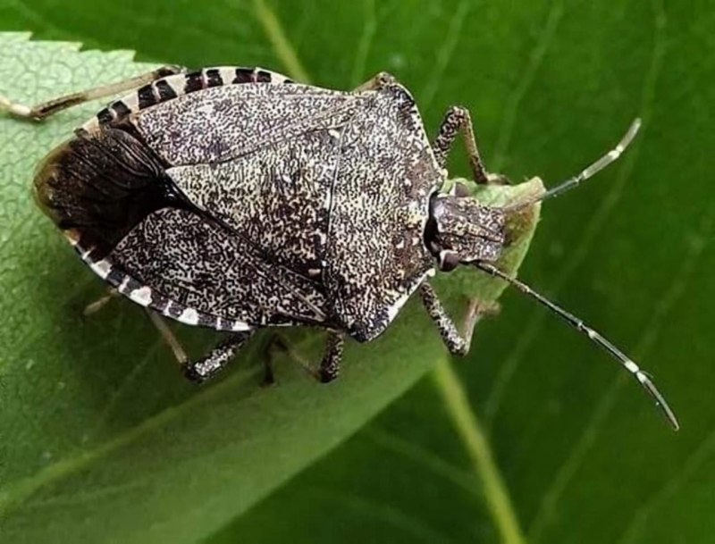 Коричнево-мраморный клоп (Halyomorpha halys)