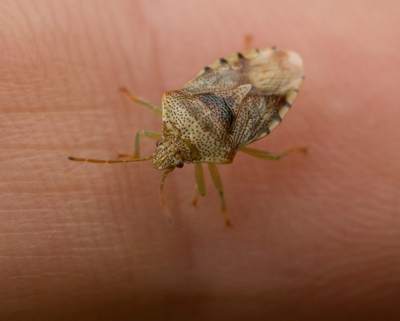 Halyomorpha halys