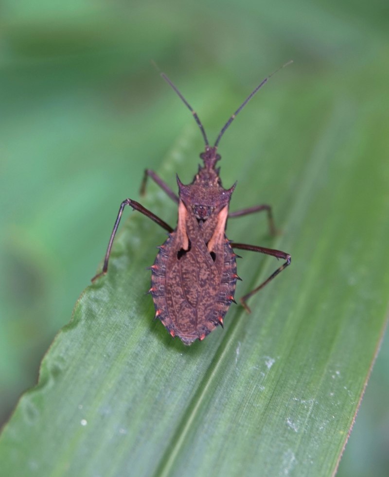 Полужесткокрылые Hemiptera