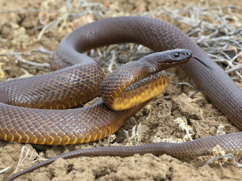 Copperhead Snake