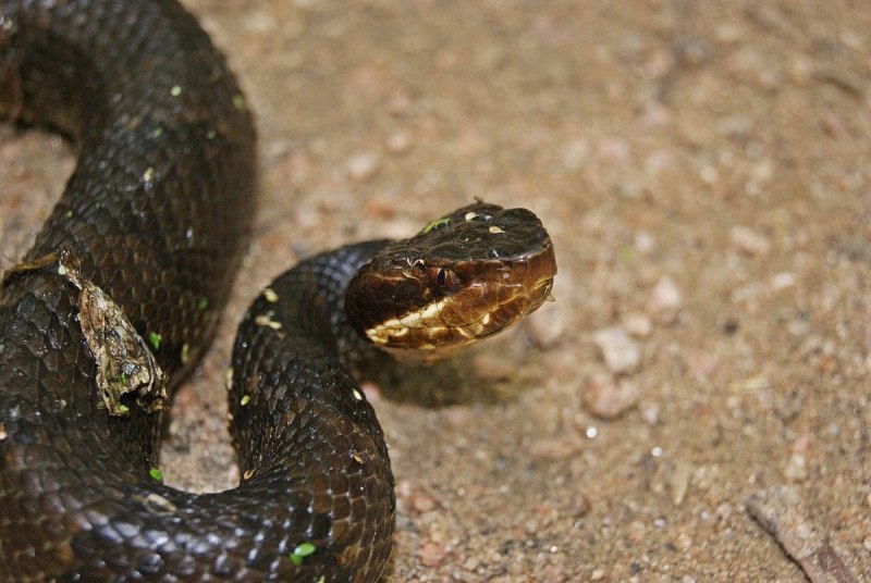 Cottonmouth Snake
