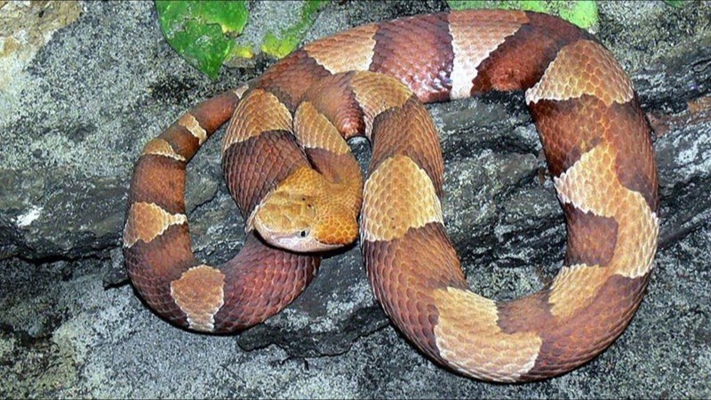 Water Moccasin змея
