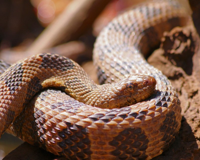 Мокасиновая змея (68 фото)