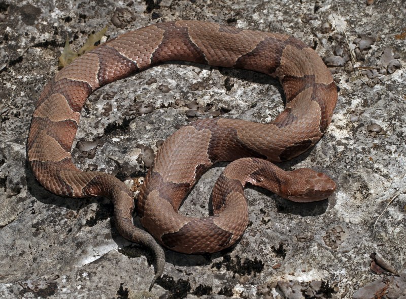 Agkistrodon piscivorus