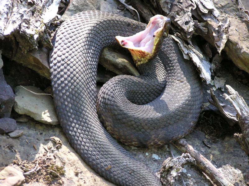 Agkistrodon piscivorus