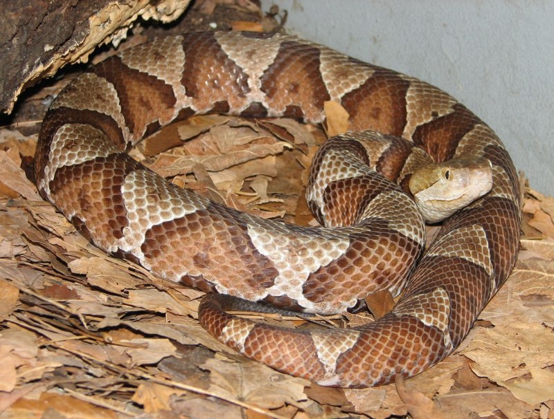 Agkistrodon contortrix