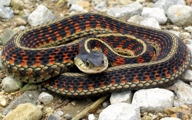 Copperhead змея