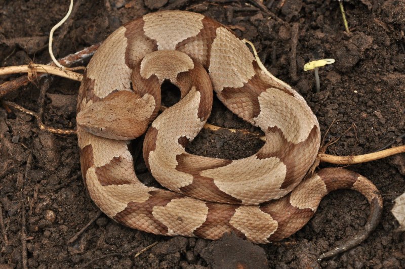 Agkistrodon contortrix