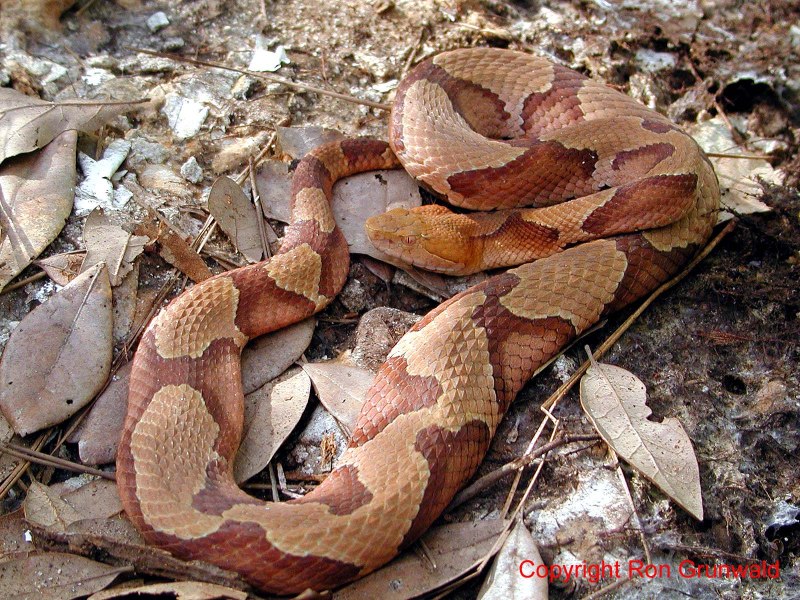 Water Moccasin змея