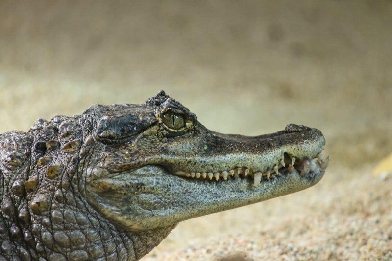 Caiman крокодиловый Кайман морда