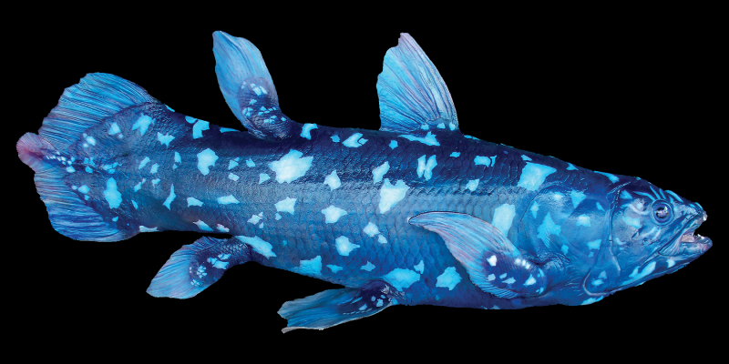 Latimeria chalumnae