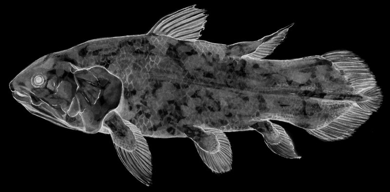 Латимерия Latimeria menadoensis