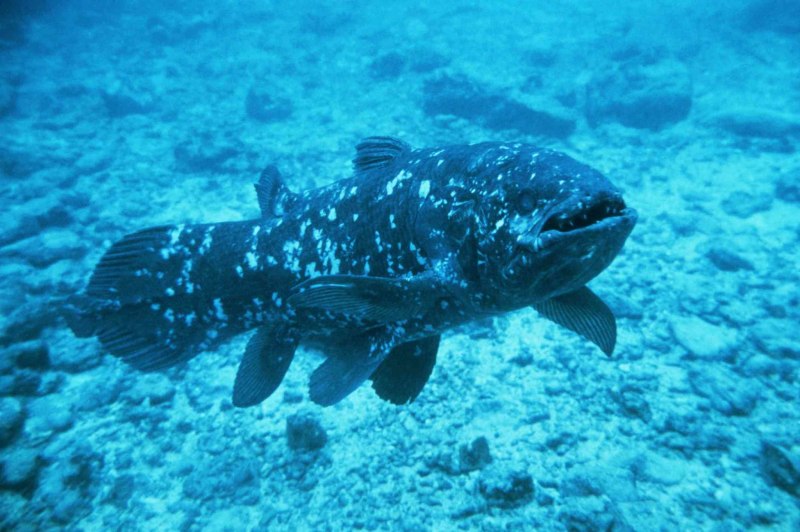 Латимерия (Latimeria chalumnae )