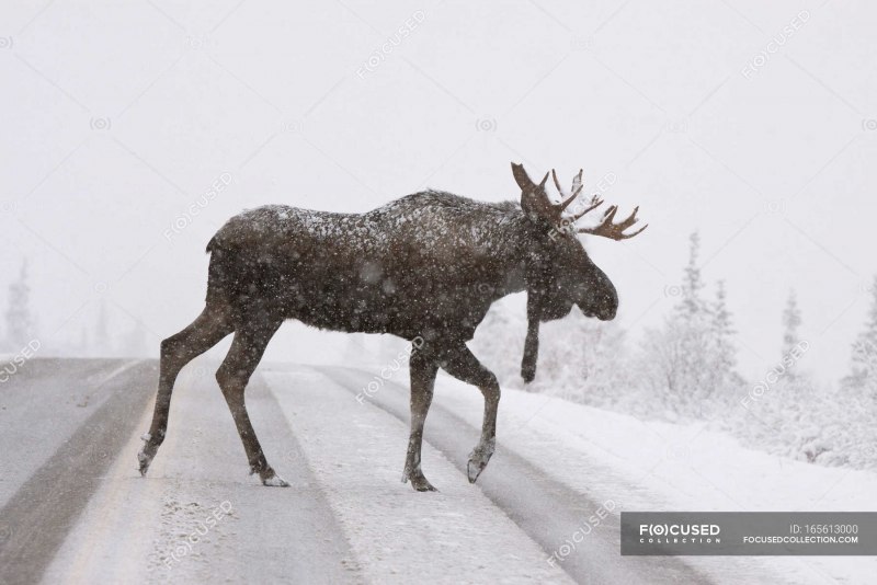Солонец для лося