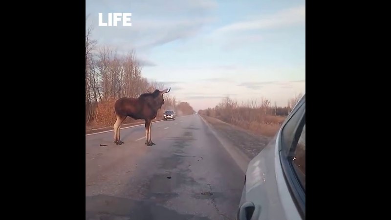 Лось Юзеф Доминикович