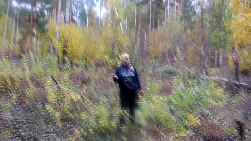 Авиаучет лосей