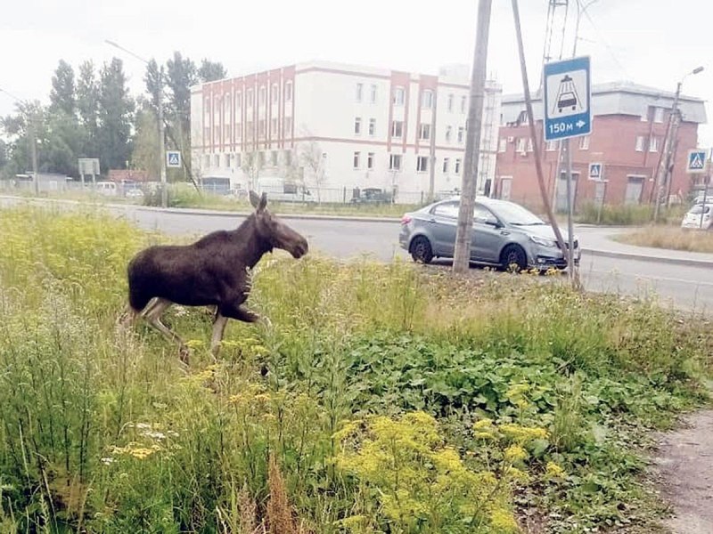 Охота Волков на лося