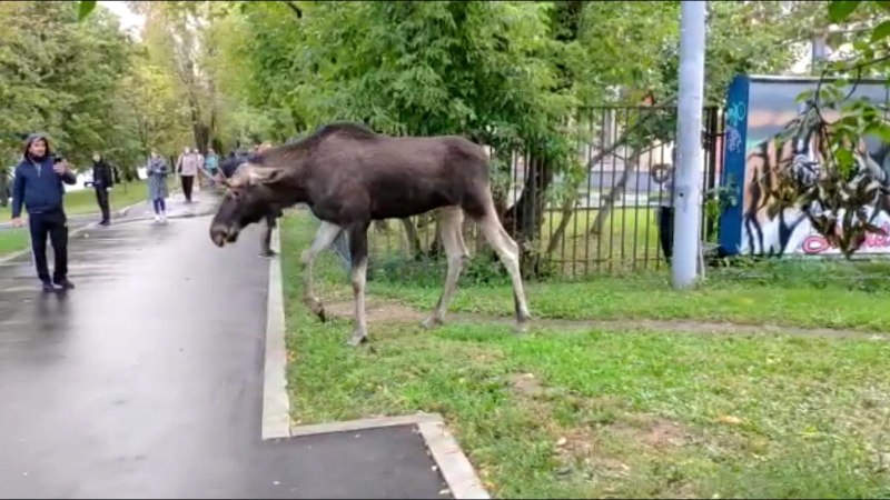 На набережной есть животные настоящие Дикие