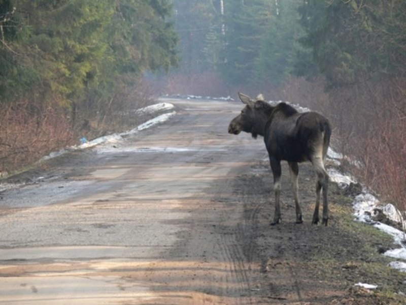 Дикий Лось ютуб
