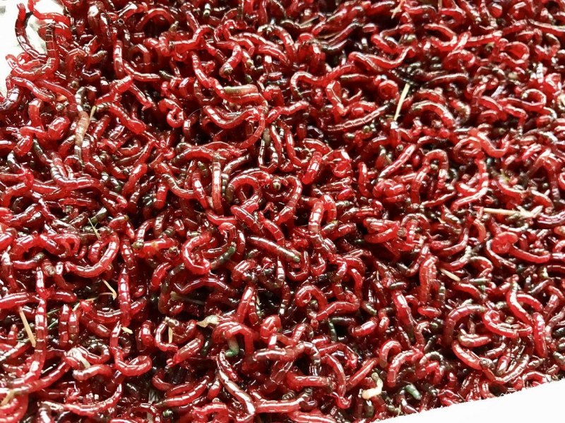 Выползок малый – Lumbricus rubellus