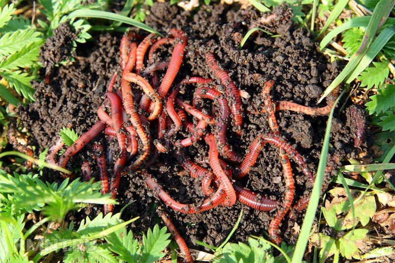 Выползок малый – Lumbricus rubellus