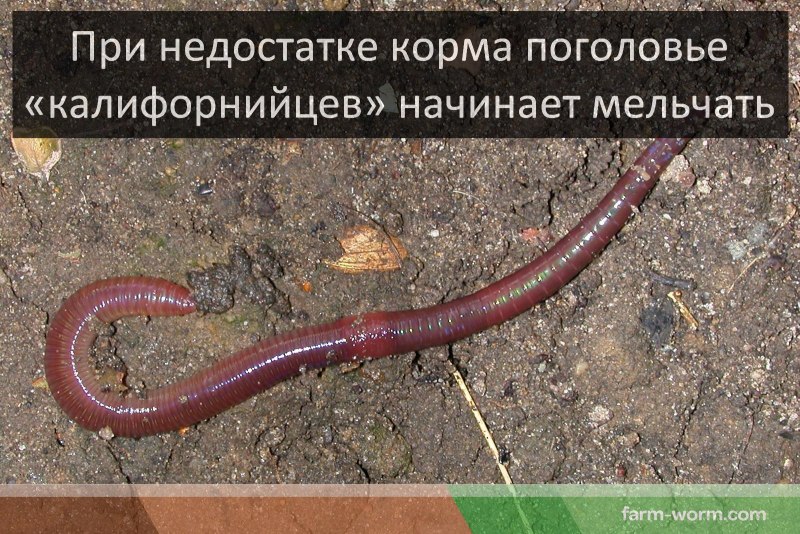 Глист похожий на дождевого червя
