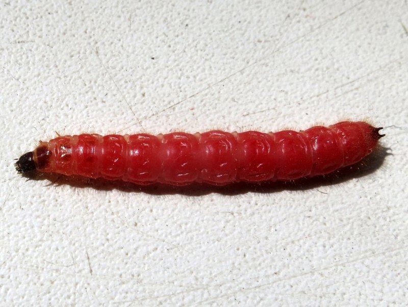 Красный червь (Lumbricus rubellus