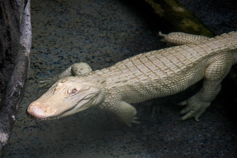 Альбино Аллигатор (Albino Alligator) 1996