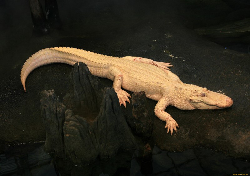 Альбино Аллигатор (Albino Alligator) 1996