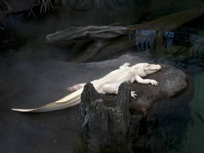 Альбино Аллигатор (Albino Alligator) 1996