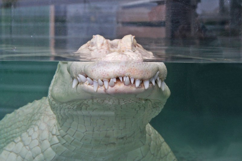 Альбино Аллигатор (Albino Alligator) 1996