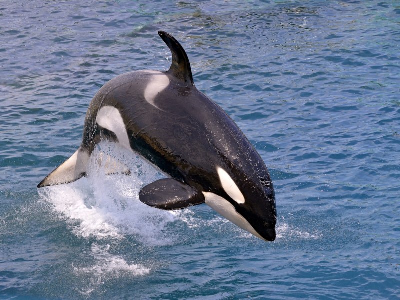 Дельфин косатка (63 фото)