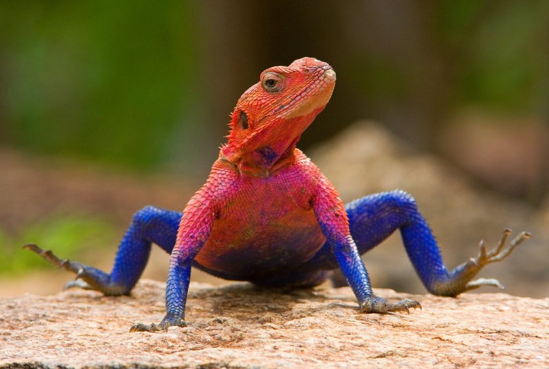 Майлз Моралес 2099