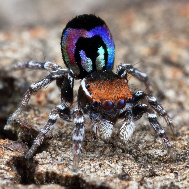 Паук-Павлин (Maratus volans)