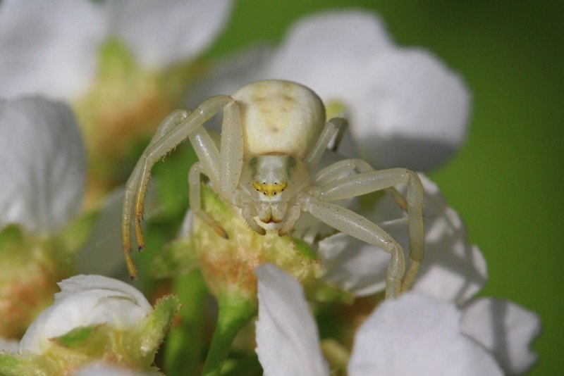 Цветочный паук Misumena vatia