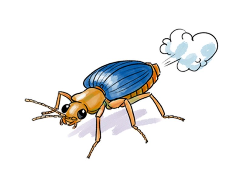 Brachinus EXPLODENS