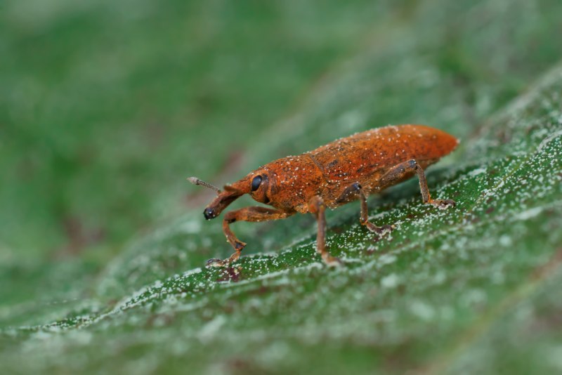 Bombardier Beetle