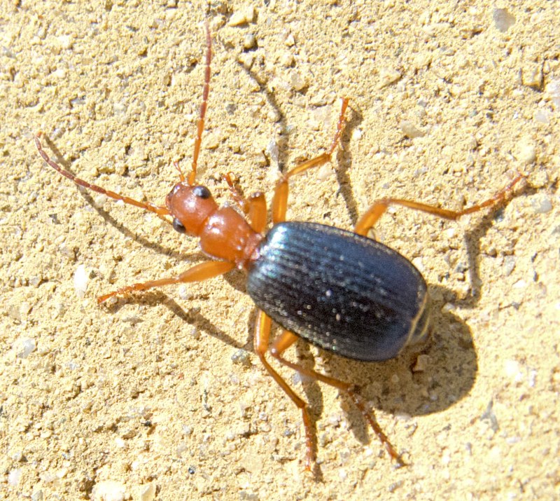 Brachinus elegans