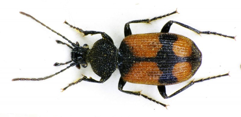Бомбардир черноусый – Brachinus nigricornis Gebler, 1829