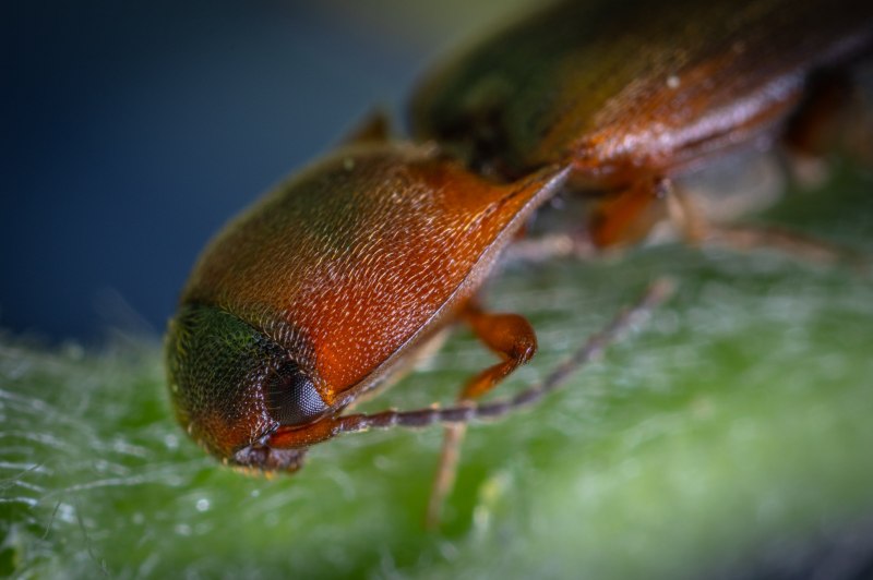 Bombardier Beetle