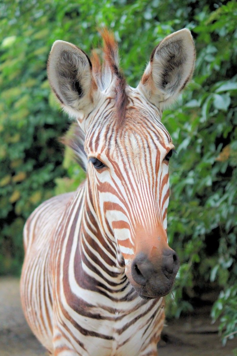 Золотая зебра животное (64 фото)