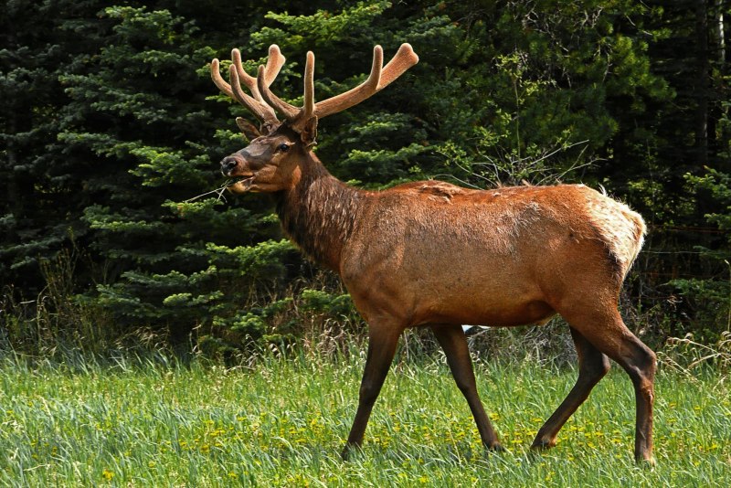 Вапити (Cervus canadensis