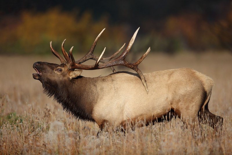 Вапити (Cervus canadensis
