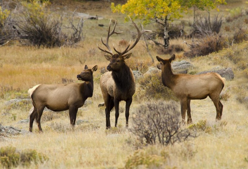 IZALOTOR Elk